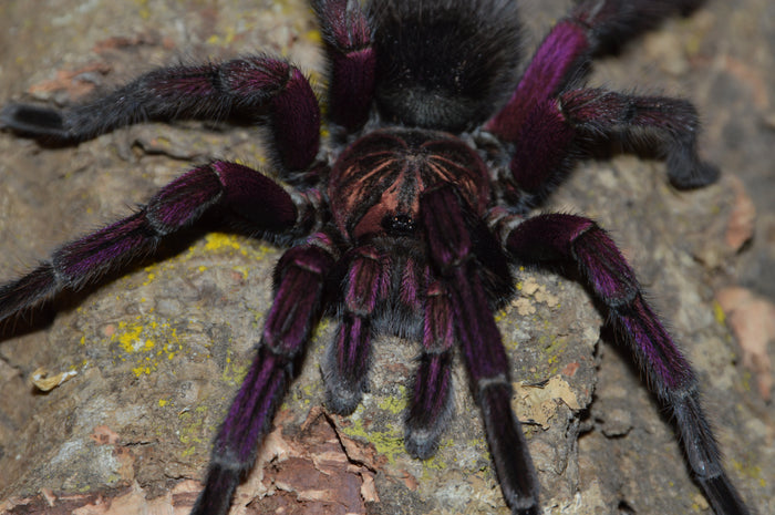 0.0.1 Pamphobeteus sp 'Plattyoma' - Sling