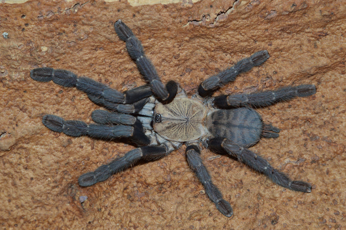 0.0.1 Phormingochilus hatihati - Sling