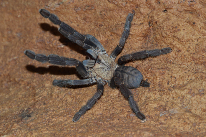 0.0.1 Phormingochilus hatihati - Sling