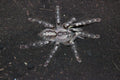 0.0.1 Poecilotheria regalis - Sling