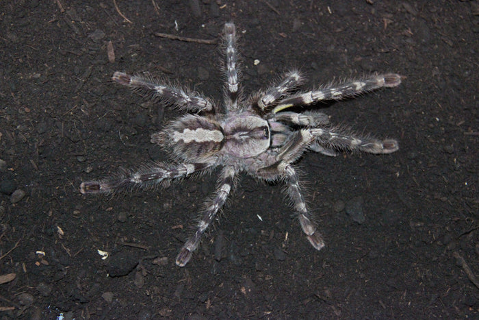 0.0.1 Poecilotheria regalis - Sling