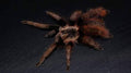 0.0.1 Proshapalopus amazonicus - Juvenile