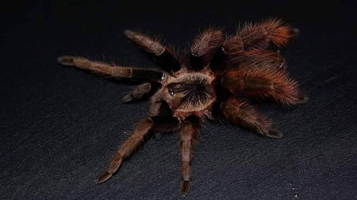 0.0.1 Proshapalopus amazonicus - Juvenile