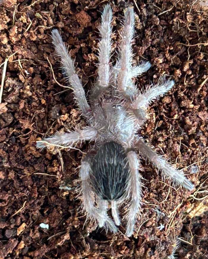 0.0.1 Proshapalopus amazonicus - Juvenile