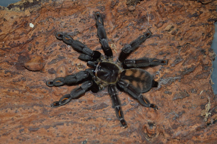 0.0.1 Psalmopoeus irminia - Juvenile