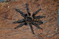 0.0.1 Psalmopoeus irminia - Juvenile