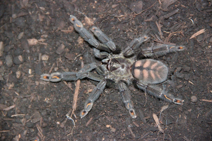 0.0.1 Psalmopoeus irminia - Juvenile