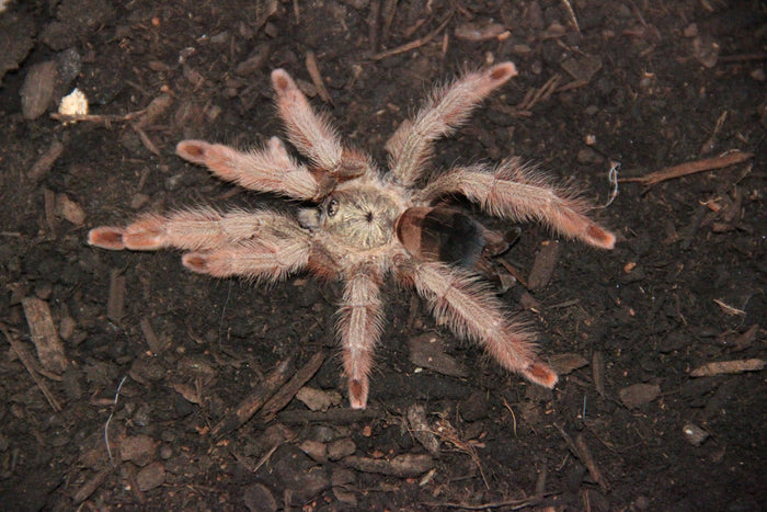 0.0.1 Psalmopoeus pulcher - Sling