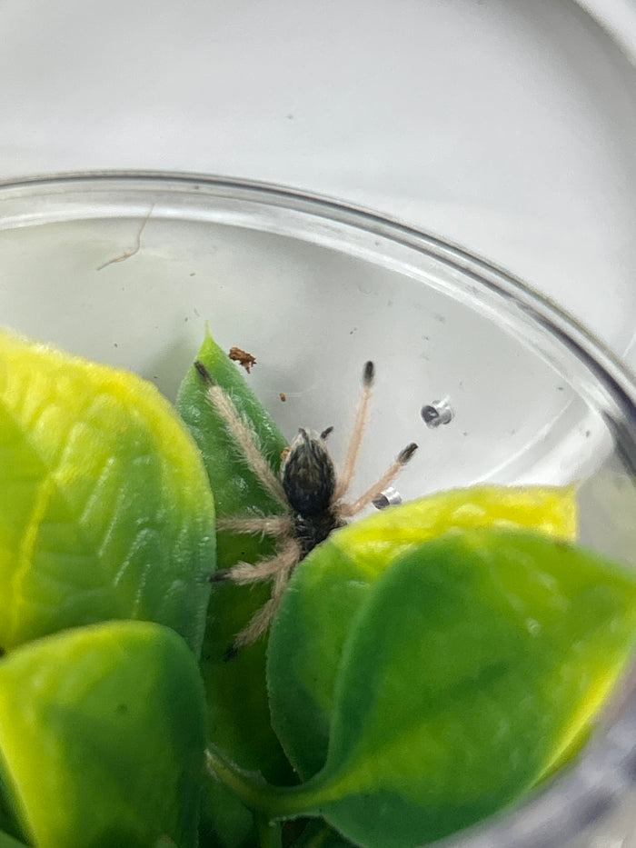 0.0.1 Thrixopelma sp. 'Humedal' - Sling
