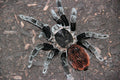 0.0.1 Tliltocatl vagans - Sling