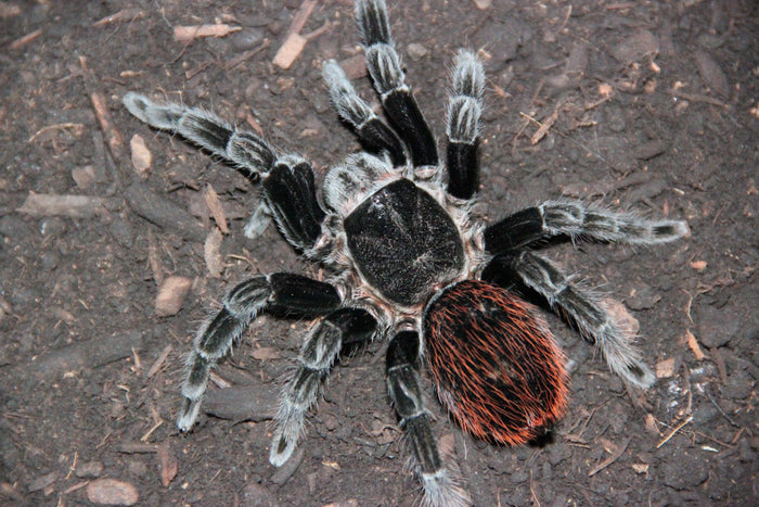 0.0.1 Tliltocatl vagans - Sling