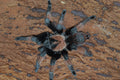 0.1.0 Brachypelma emilia - Subadult