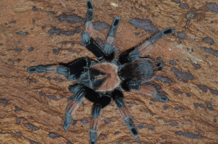 0.1.0 Brachypelma emilia - Subadult