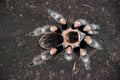 0.1.0 Brachypelma hamorii - Juvenile
