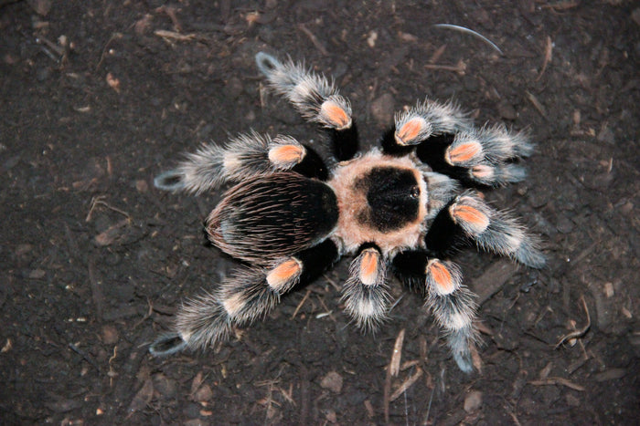 0.1.0 Brachypelma hamorii - Juvenile