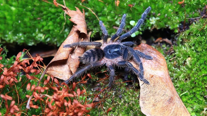 0.1.0 Guyruita cerrado - Juvenile Female
