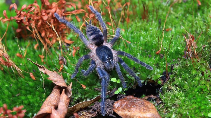 0.1.0 Guyruita cerrado - Juvenile Female