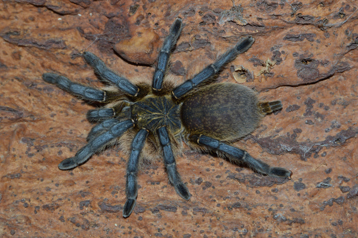 0.1.0 Harpactira pulchripes - Juvenile