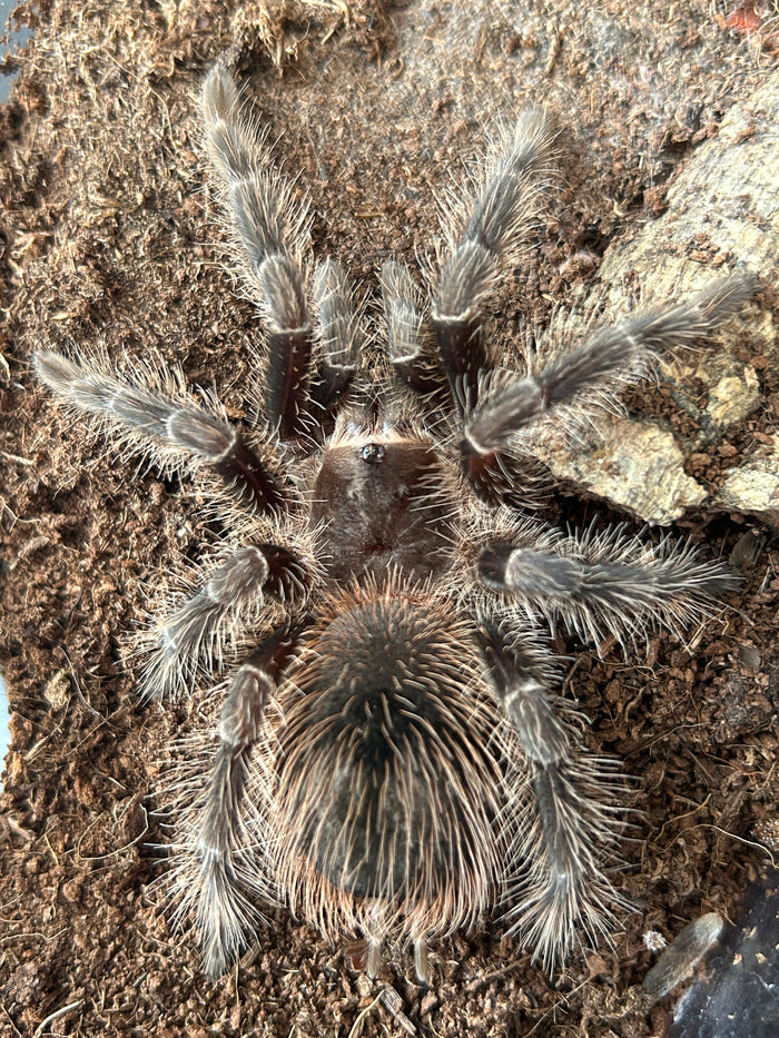 0.1.0 Lasiodora klugi - Juvenile female