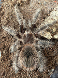 0.1.0 Lasiodora klugi - Juvenile female