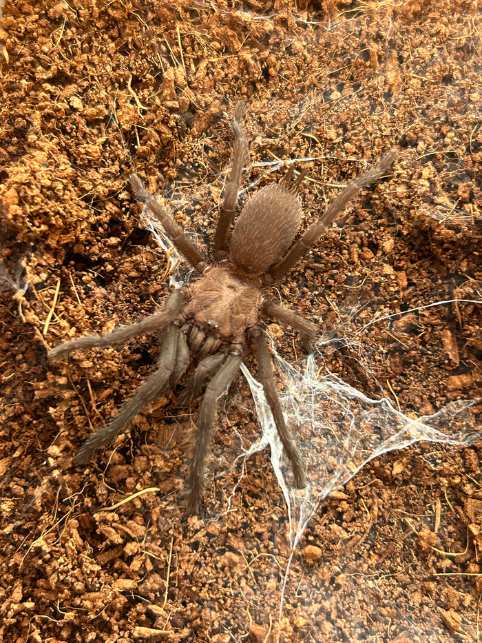 0.1.0 Orphnaecus sp "Marinduque purple" - Adult Female