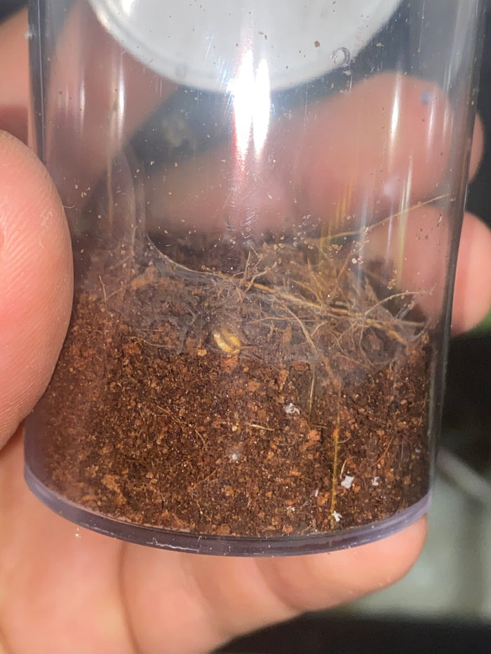 0.1.0 Orphnaecus sp "Marinduque purple" - Adult Female