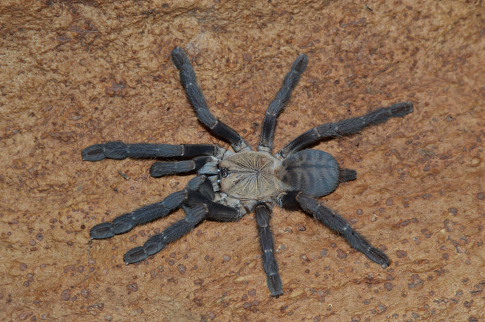 0.1.0 Phormingochilus hatihati - Juvenile Female