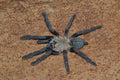 0.1.0 Phormingochilus hatihati - Juvenile Female