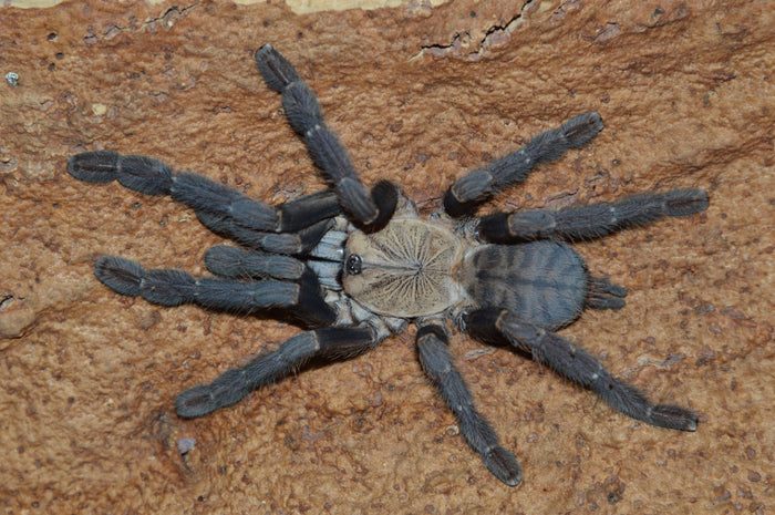 0.1.0 Phormingochilus hatihati - Juvenile Female