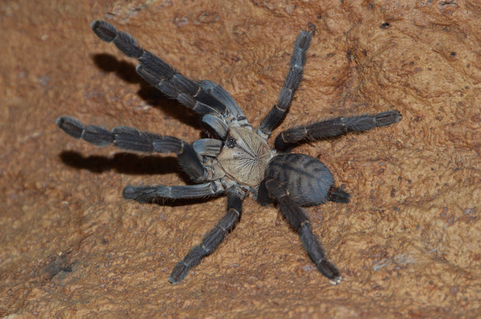 0.1.0 Phormingochilus hatihati - Juvenile Female