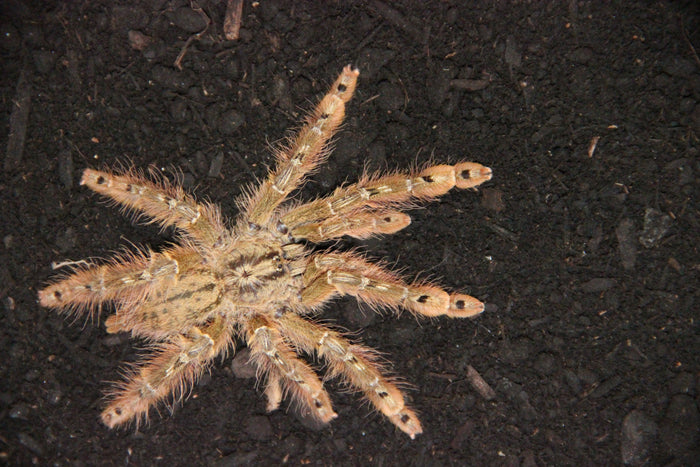 0.1.0 Stromatopelma calceatum - Juvenile Female