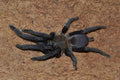 1.0.0 Chilobrachys sp ‘Vietnam Blue’ - Juvenile Male