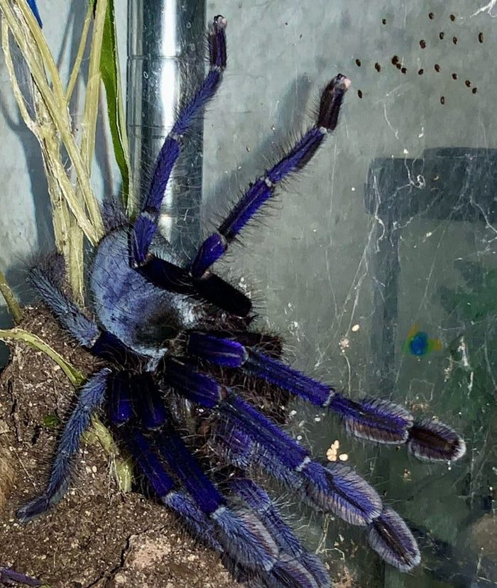 1.0.0 Omothymus violaceopes - Juvenile Male