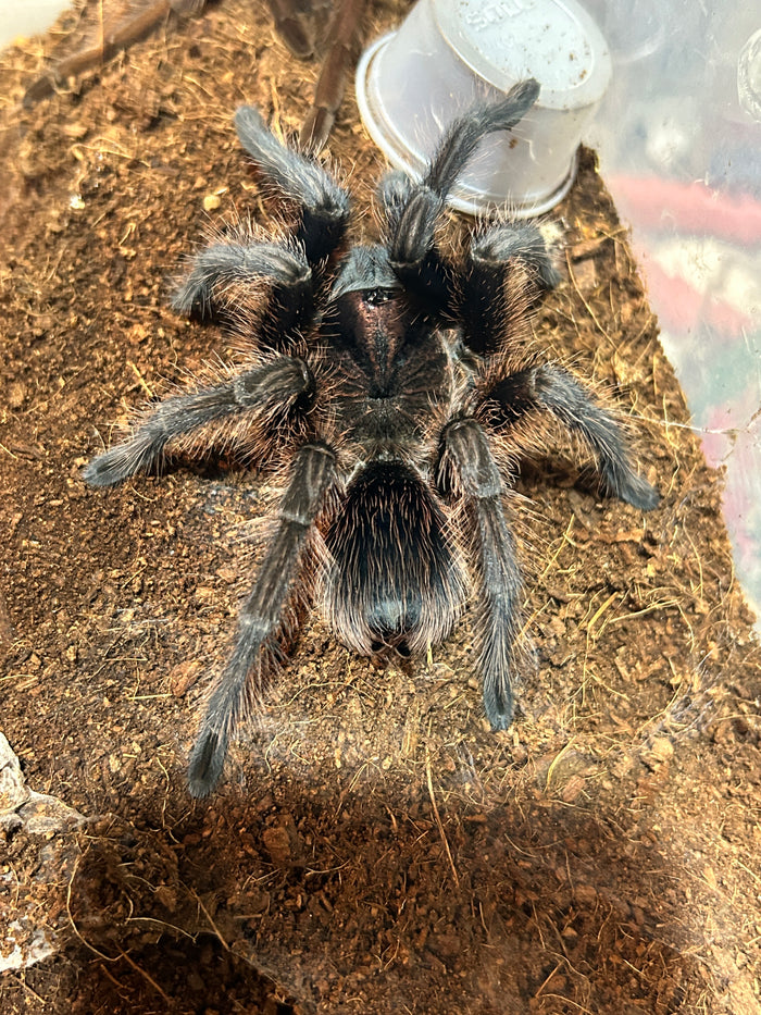 1.0.0 Phormictopus cancerides - Juvenile Male