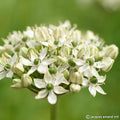 Buy Allium nigrum (Black Garlic) Bulbs online UK