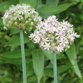 Buy Allium nigrum 'Pink Jewel' Bulbs online UK