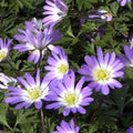 Buy Anemone blanda 'Violet Star' Bulbs online UK