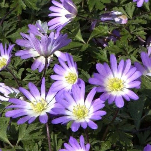 Buy Anemone blanda 'Violet Star' Bulbs online UK