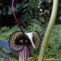 Buy Arisaema kiushianum Tubers online
