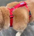 Baydog Chesapeake Dog Harness