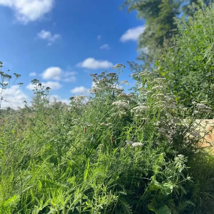 BioScapes Biodiverse Turf