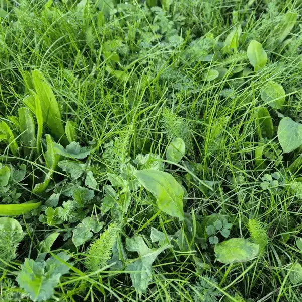 BioScapes Biodiverse Turf