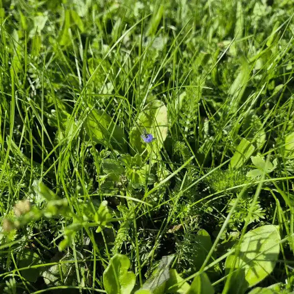 BioScapes Biodiverse Turf