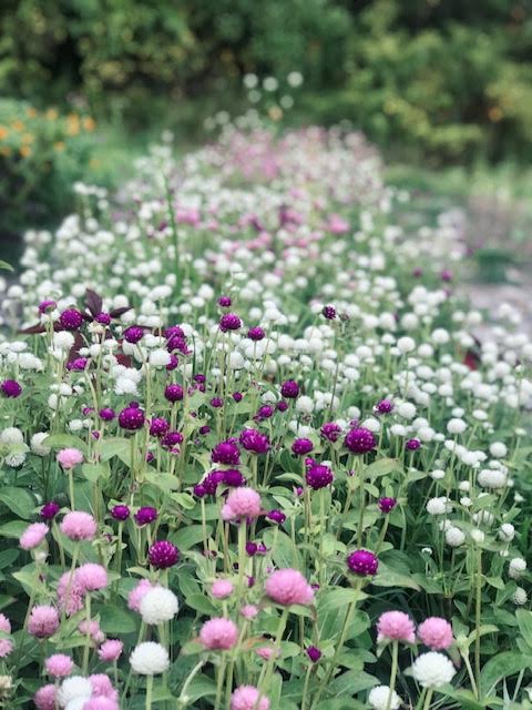 Boost - Organic Amendment  & Soil Improver