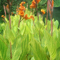 Buy Canna 'Striata' Bulbs online UK