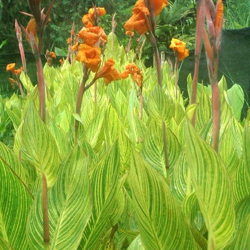 Buy Canna 'Striata' Bulbs online UK