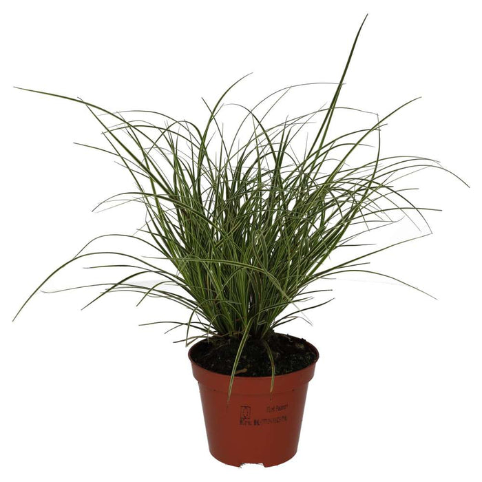 Buy Carex brunnea 'Jubilo' online UK