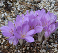 Buy Colchicum byzantinum (Byzantine Meadow Saffron) Bulbs online UK