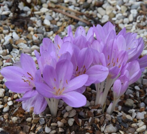 Buy Colchicum byzantinum (Byzantine Meadow Saffron) Bulbs online UK