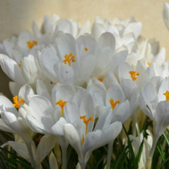 Buy Crocus 'Ivory Princess' Bulbs online UK